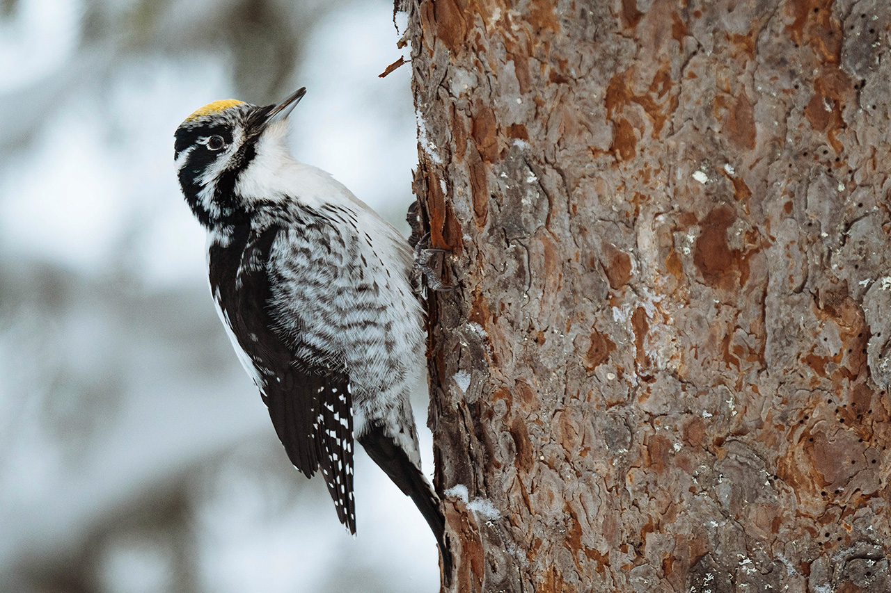 Pájaro carpintero en un árbol
